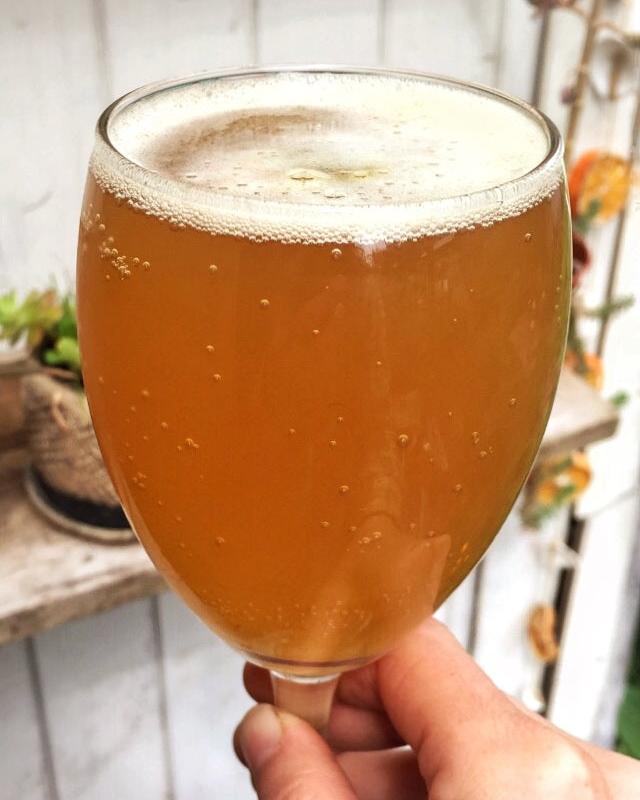 Taller Online Kombucha básico