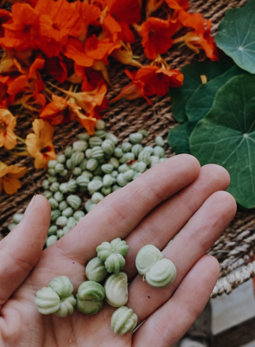 Taller "Malezas" Comestibles y Medicinales (Online)