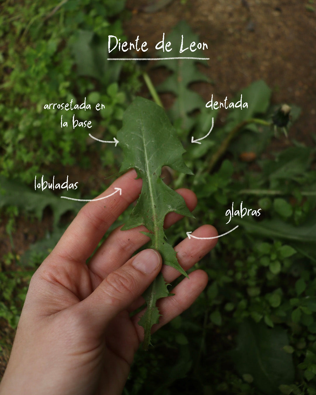 Taller "Malezas" Comestibles y Medicinales (Online)