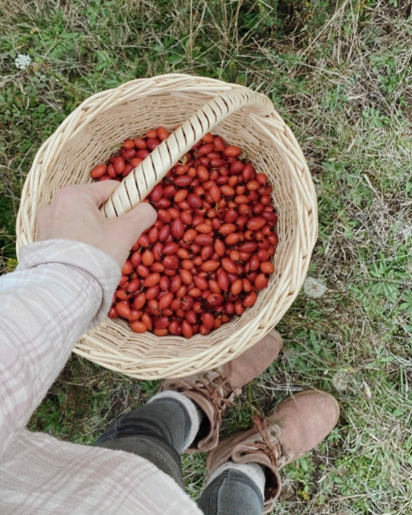 Preservando los sabores silvestres del Otoño: Rosa Mosqueta