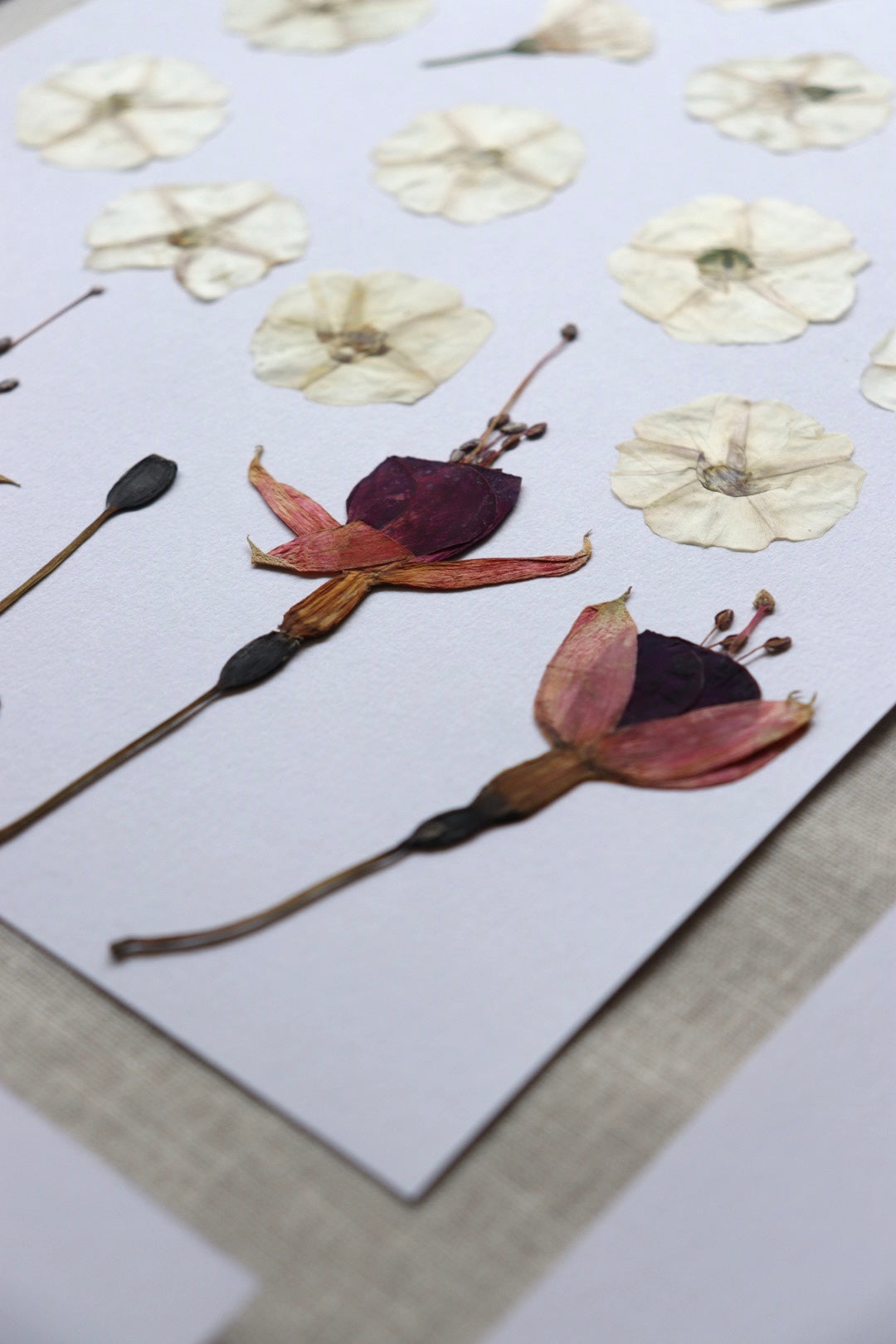 Pack Prensa Botánica Mini + Taller Online