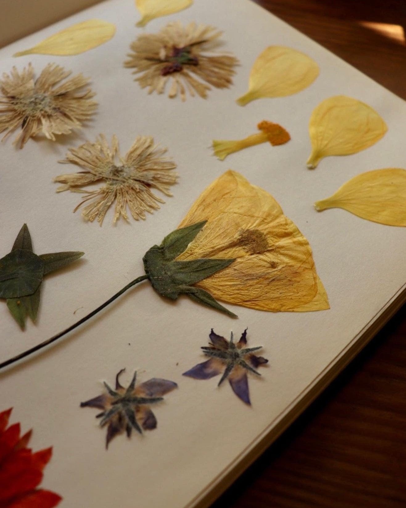 Pack Prensa Botánica Mini + Taller Online