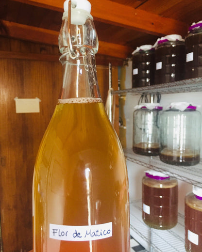 Taller Online Kombucha básico