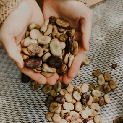 Deshidratador Solar (2 bjas)