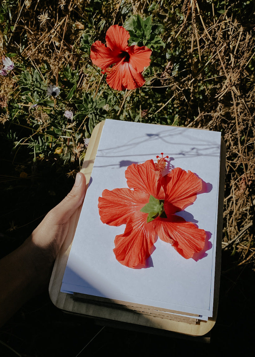 Pack Prensa Botánica de Campo + Taller Online